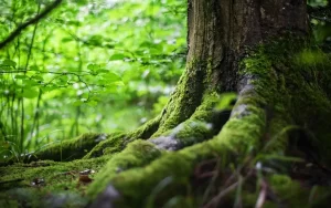 Environment